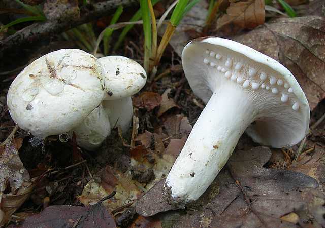 Funghi di frontiera